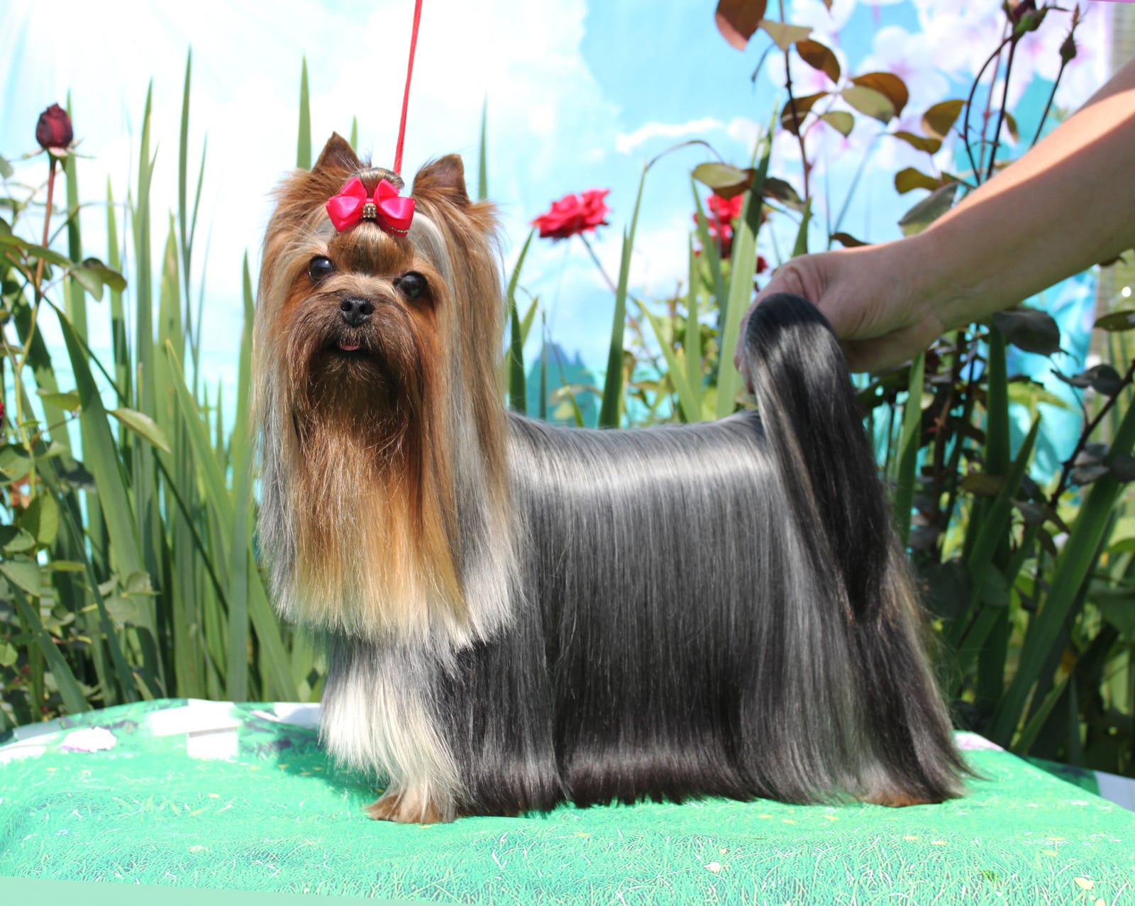 Stjumers STJUMERS NAOMI HARIS &mdash; Labaza DogPedigree YorkshireTerrier